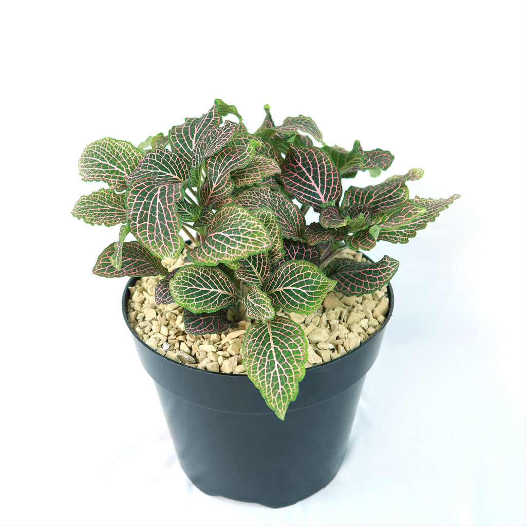 Pink Nerve Plant – Fittonia albivenis ‘Pink’
