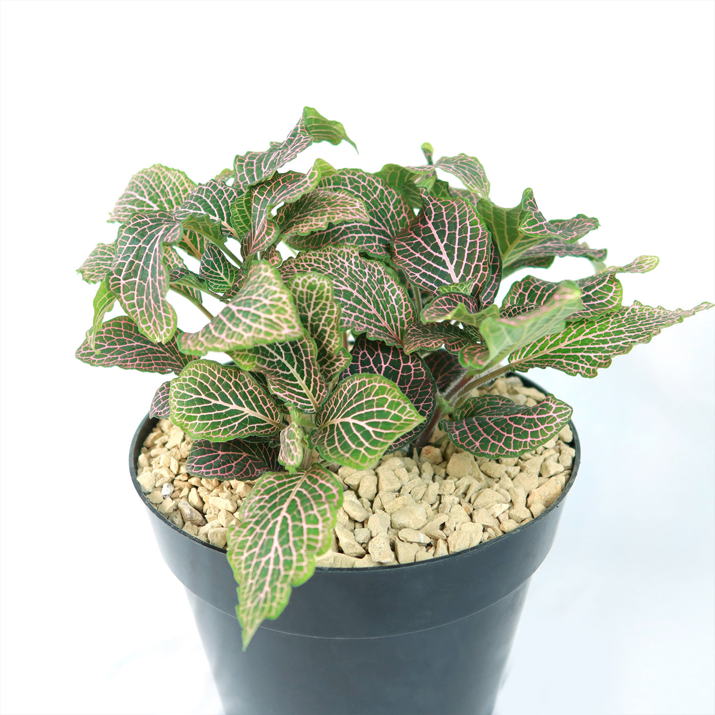pink green leaf indoor plant Pink Nerve Plant – Fittonia albivenis ‘Pink’ 2 Gal. / Self Watering / Without Pot
