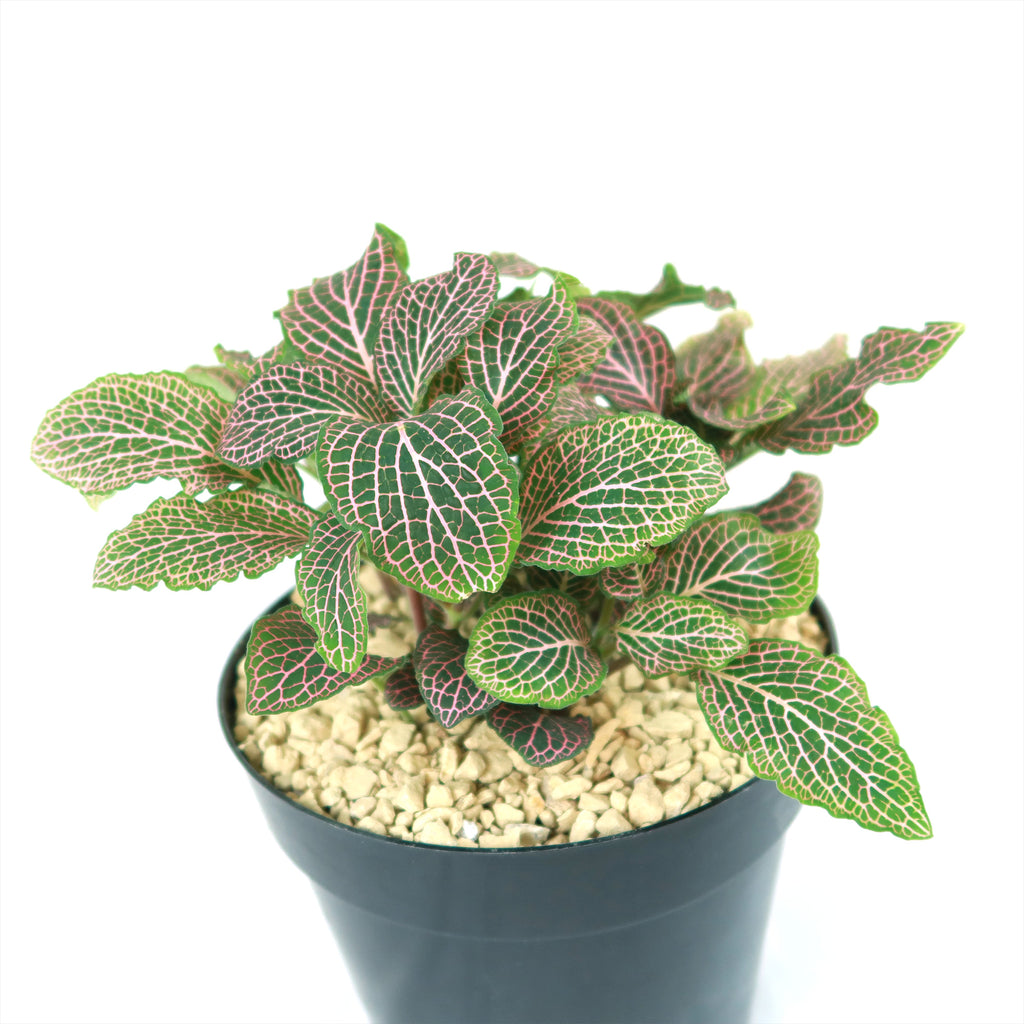 Pink Nerve Plant – Fittonia albivenis ‘Pink’
