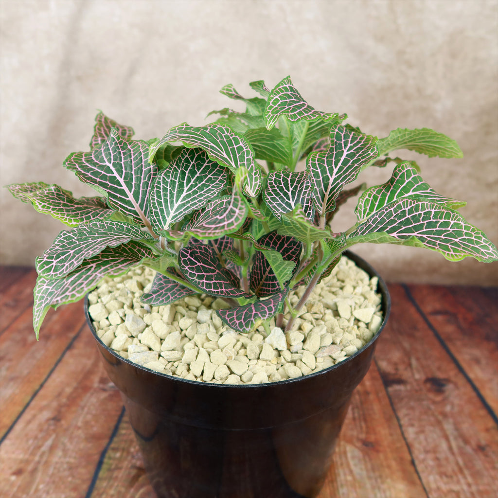 Pink Nerve Plant – Fittonia albivenis ‘Pink’