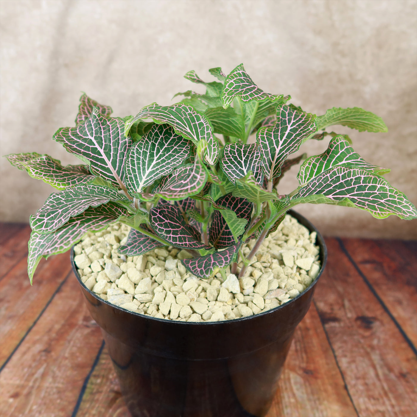 house plant pink Shop 'Pink Fittonia Nerve Plant' Care & Growing Guide
