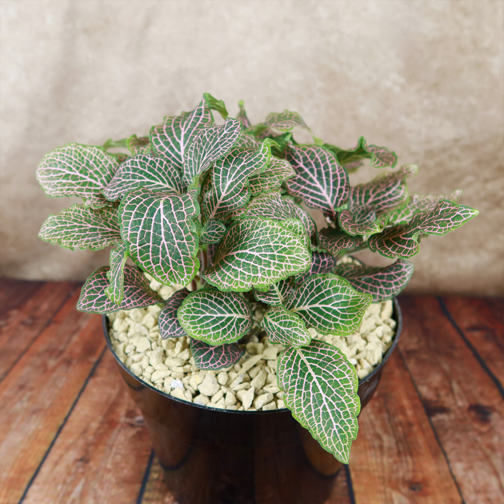 Pink Nerve Plant – Fittonia albivenis ‘Pink’