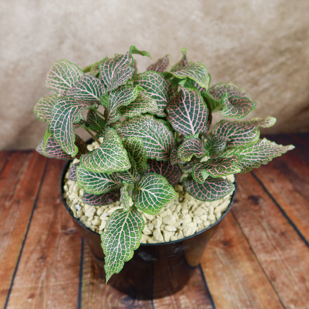 Pink Nerve Plant – Fittonia albivenis ‘Pink’