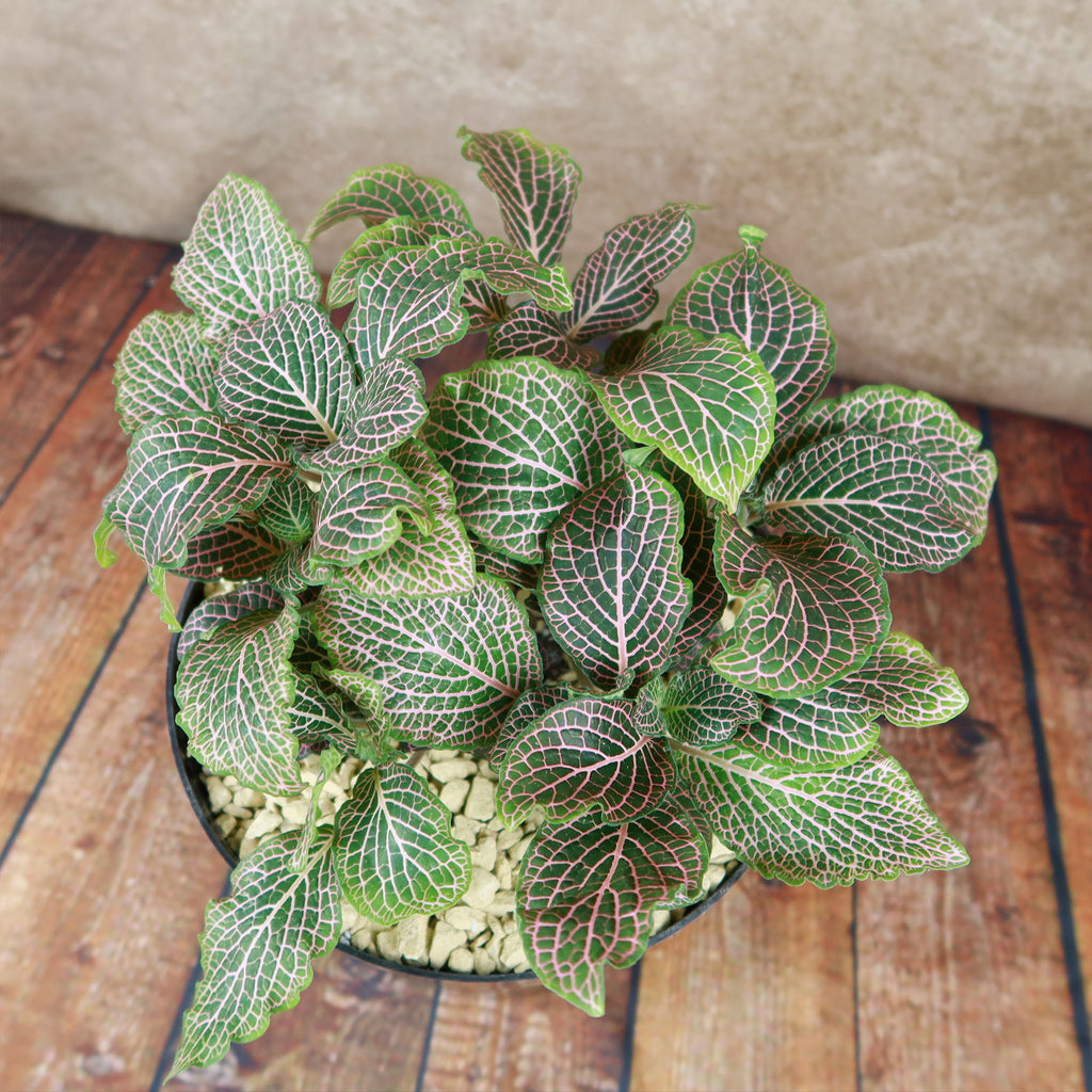 Pink Nerve Plant – Fittonia albivenis ‘Pink’