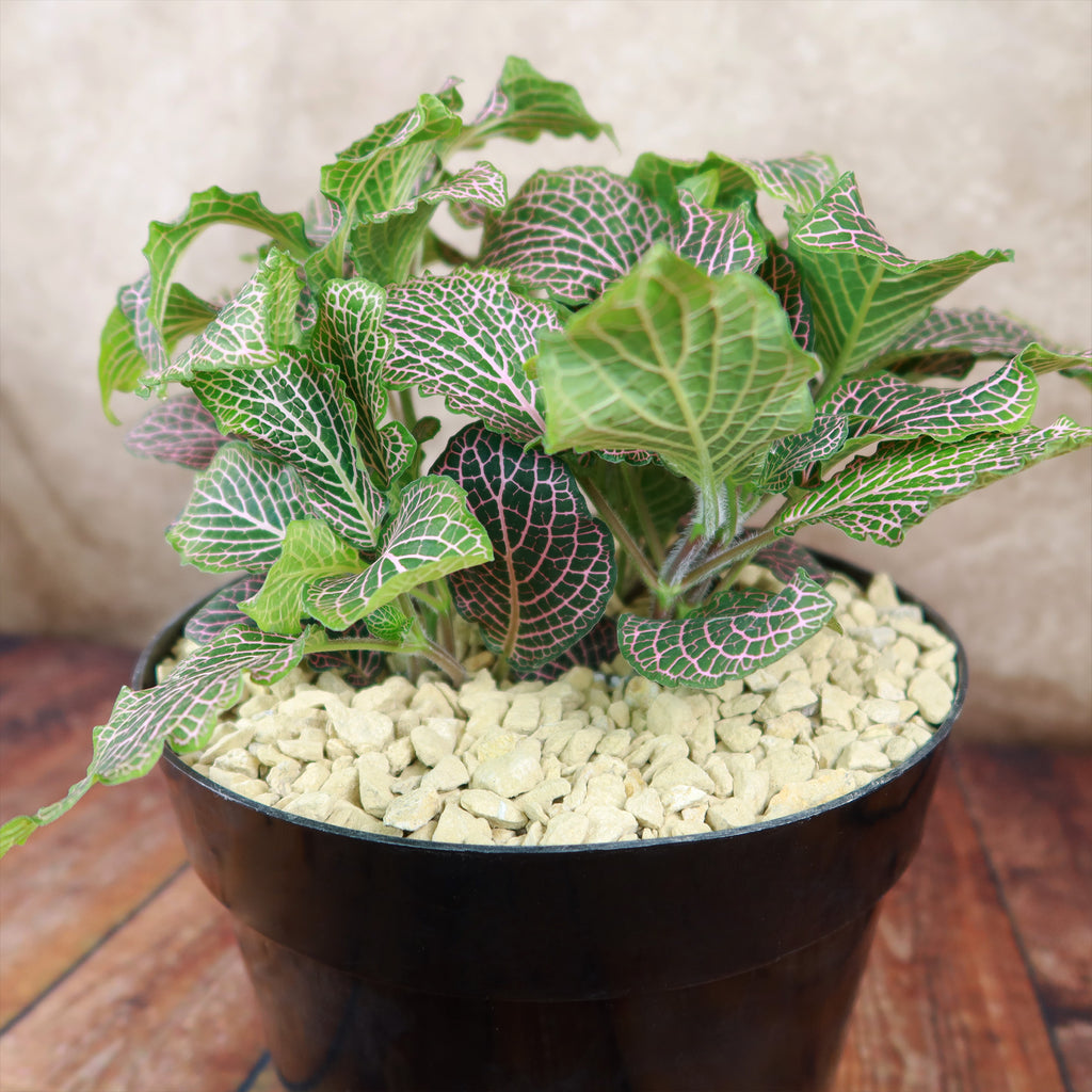 Pink Nerve Plant – Fittonia albivenis ‘Pink’