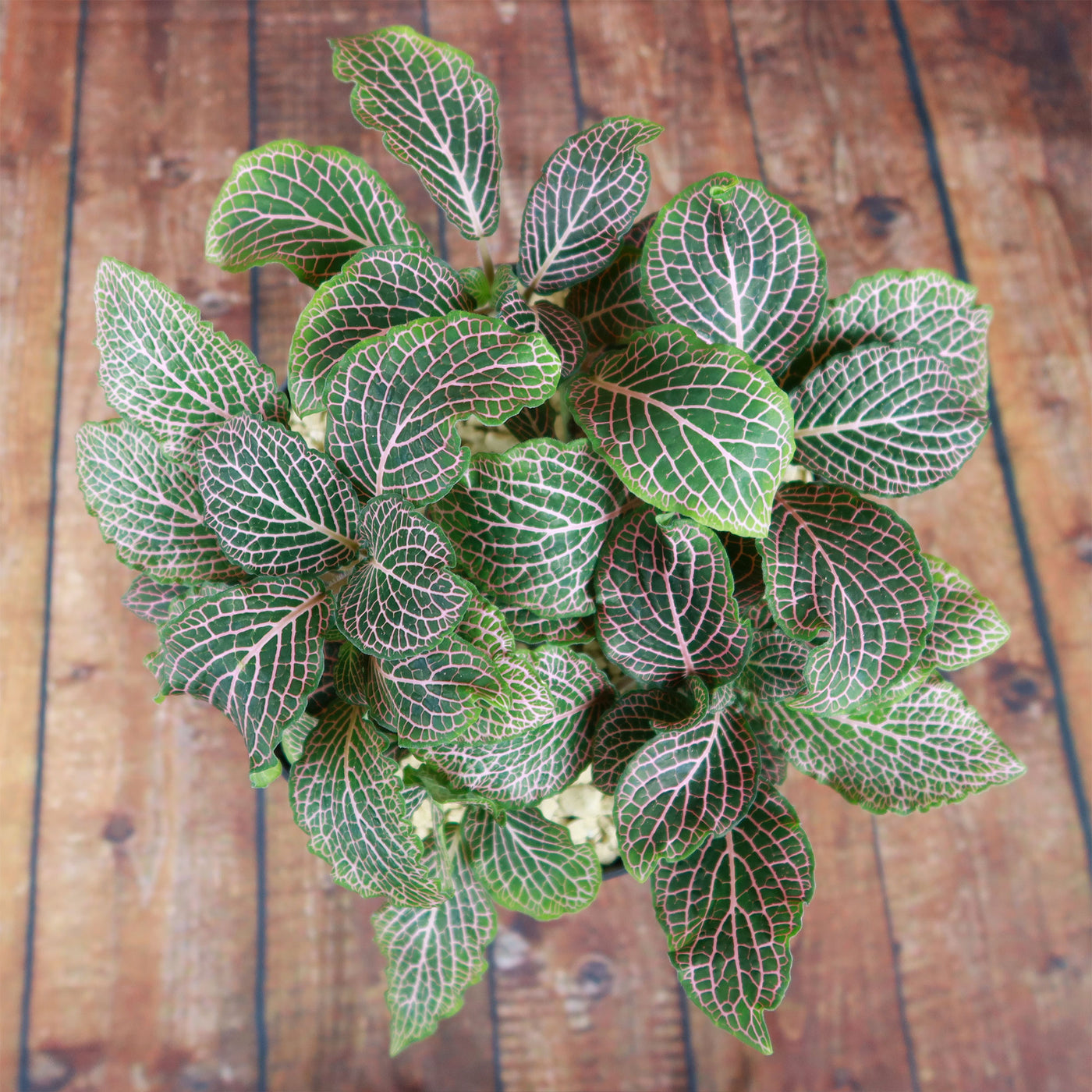 indoor pink and green plant Shop 'Pink Fittonia Nerve Plant' Care & Growing Guide