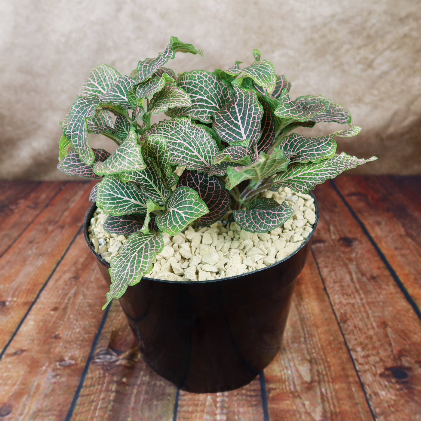 green and pink house plant Pink Nerve Plant – Fittonia albivenis ‘Pink’ 2 Gal. / Self Watering / Without Pot