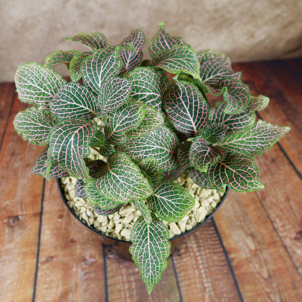 Pink Nerve Plant – Fittonia albivenis ‘Pink’