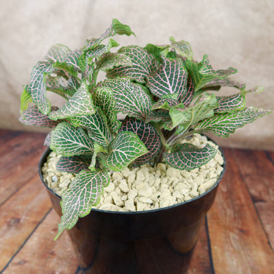 indoor plants pink Pink Nerve Plant – Fittonia albivenis ‘Pink’ 2 Gal. / Self Watering / Without Pot