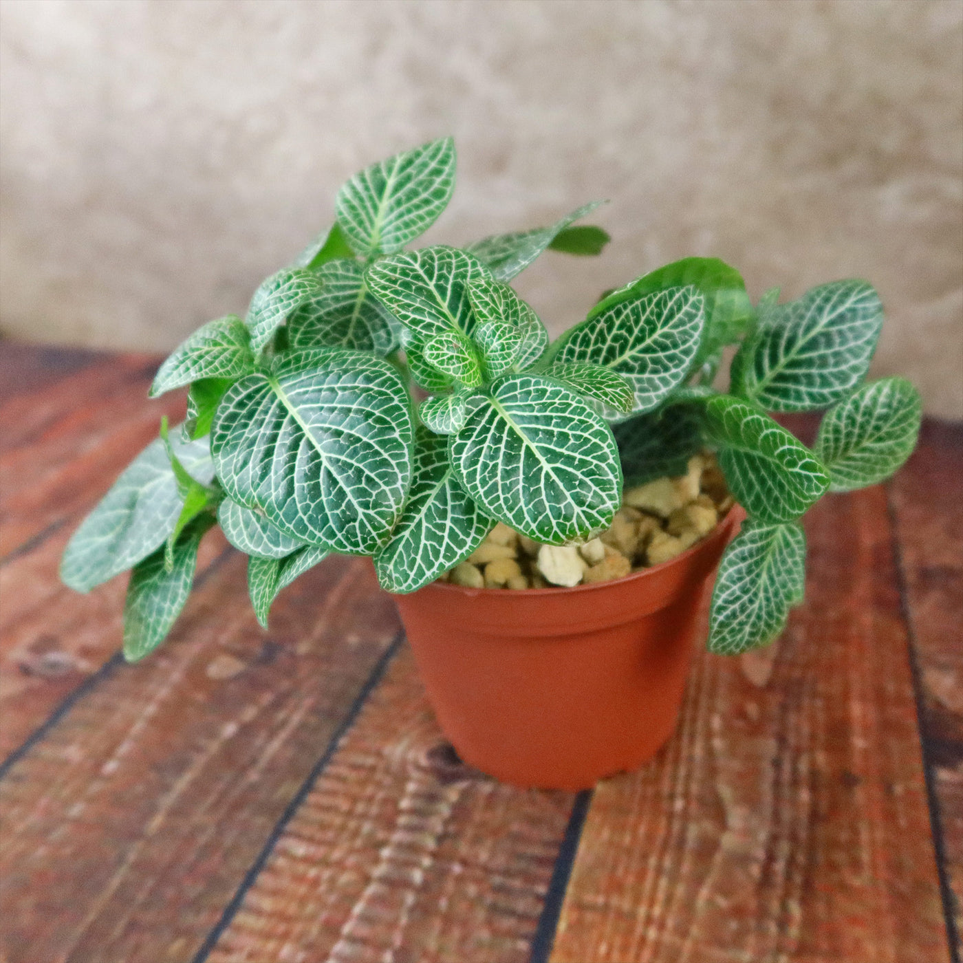 white leaf indoor plant Shop 'Fittonia White Anne (Nerve Plant)' Care & Info