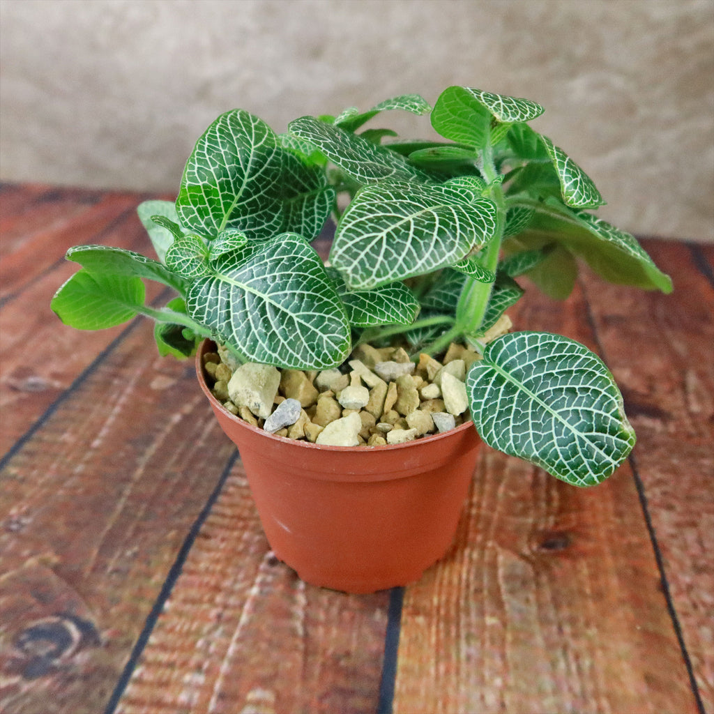 Nerve Plant - Fittonia ‘White Anne’