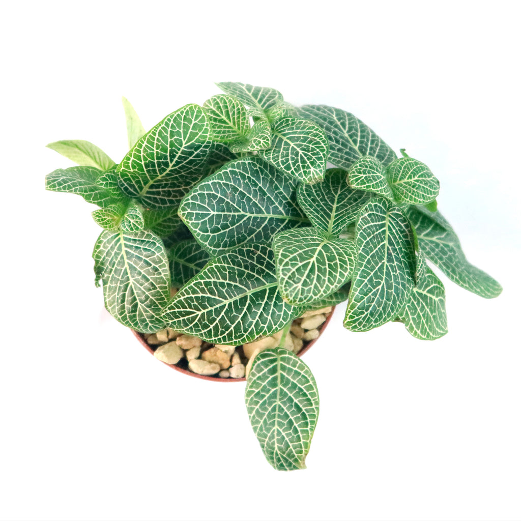 Nerve Plant - Fittonia ‘White Anne’