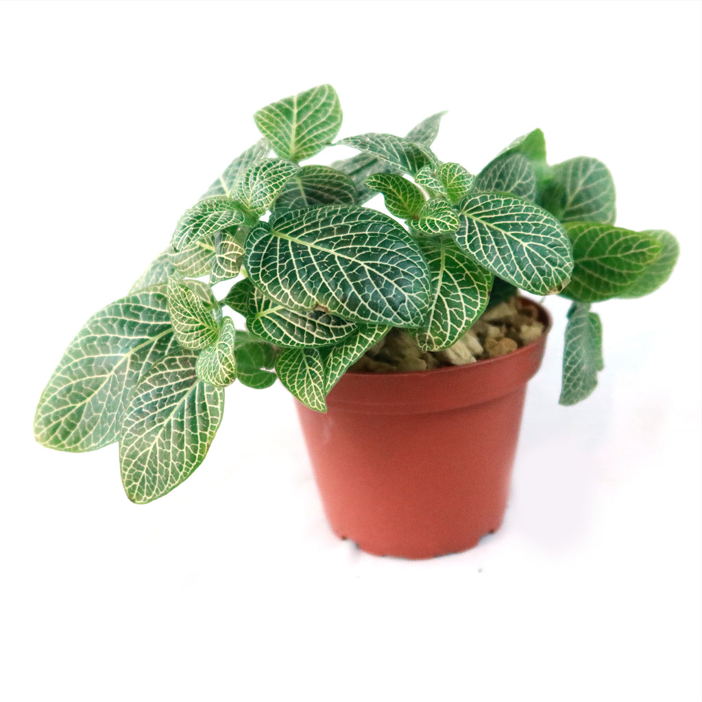 Nerve Plant - Fittonia ‘White Anne’