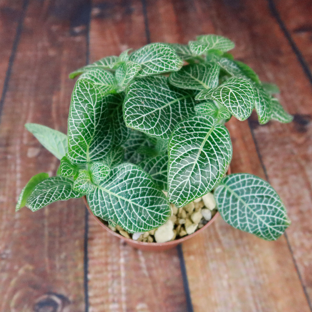 Nerve Plant - Fittonia ‘White Anne’