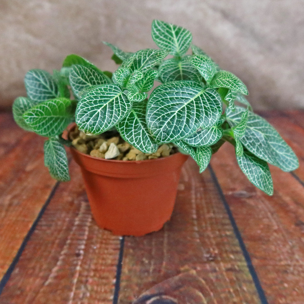 Nerve Plant - Fittonia ‘White Anne’