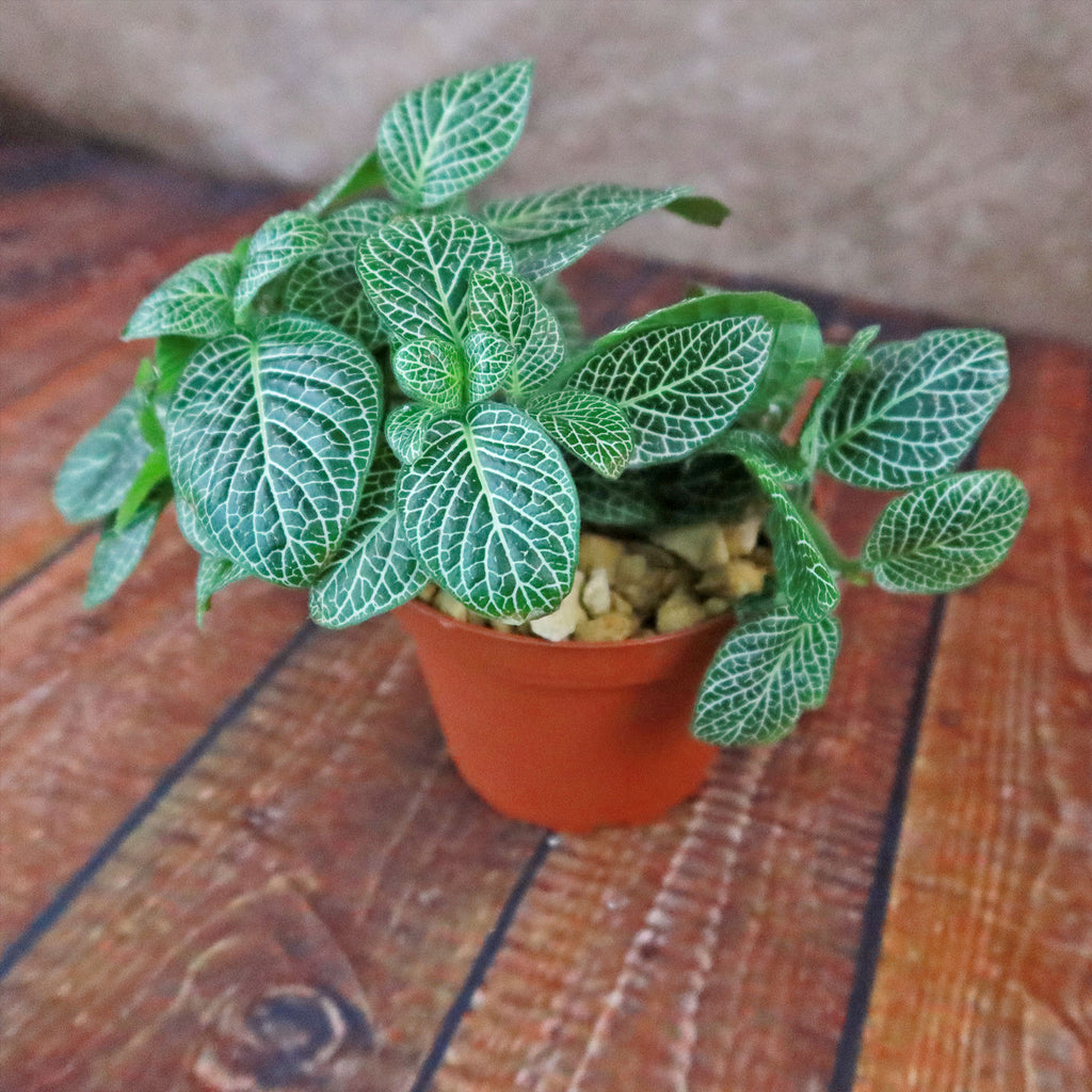 Nerve Plant - Fittonia ‘White Anne’