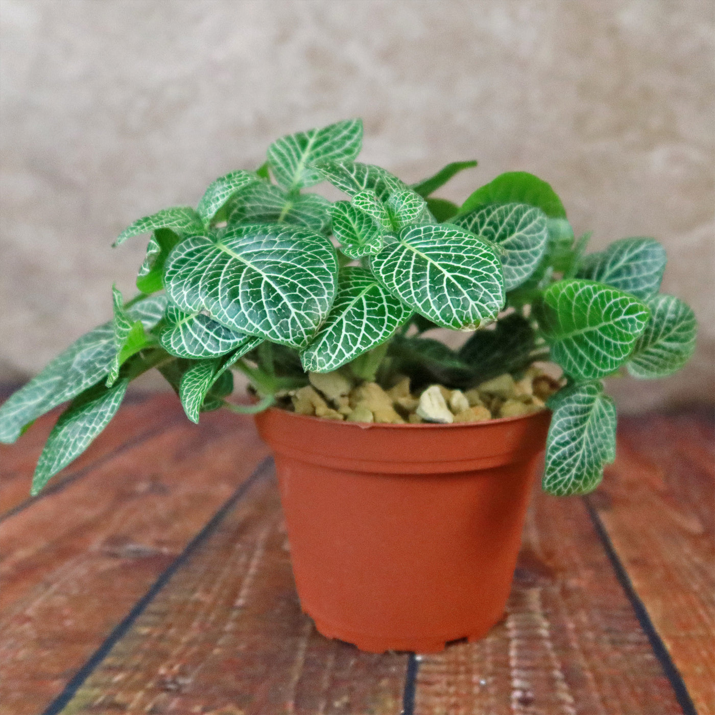 house plants with white veins Nerve Plant