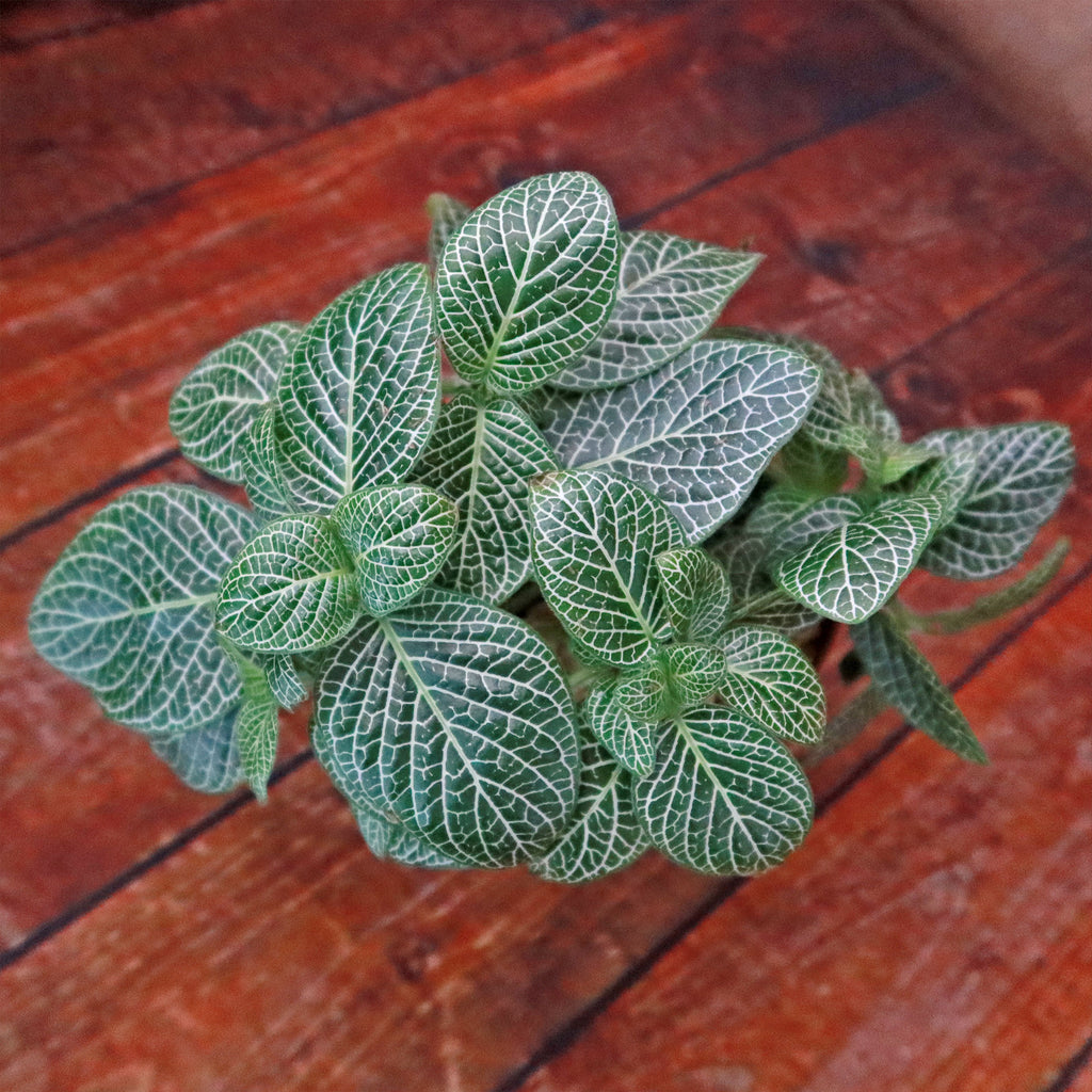 Nerve Plant - Fittonia ‘White Anne’