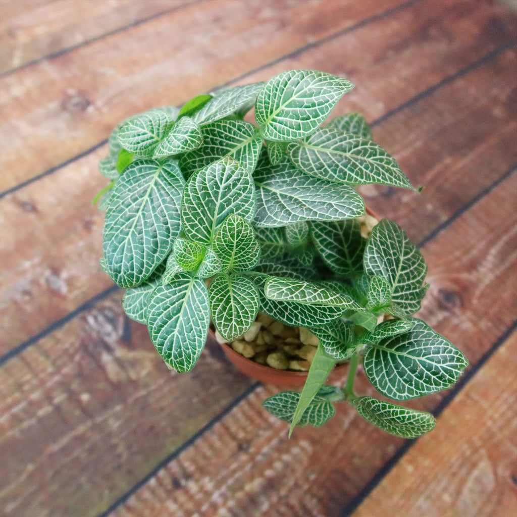 Nerve Plant - Fittonia ‘White Anne’