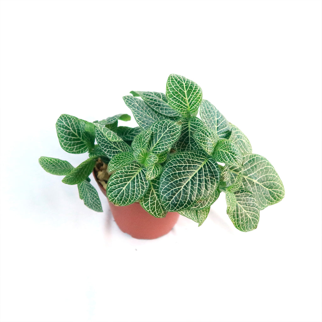Nerve Plant - Fittonia ‘White Anne’