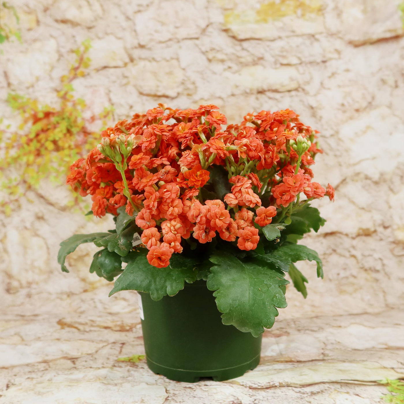 Flaming Katy Plant - Kalanchoe blossfeldiana