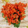 Flaming Katy Plant - Kalanchoe blossfeldiana