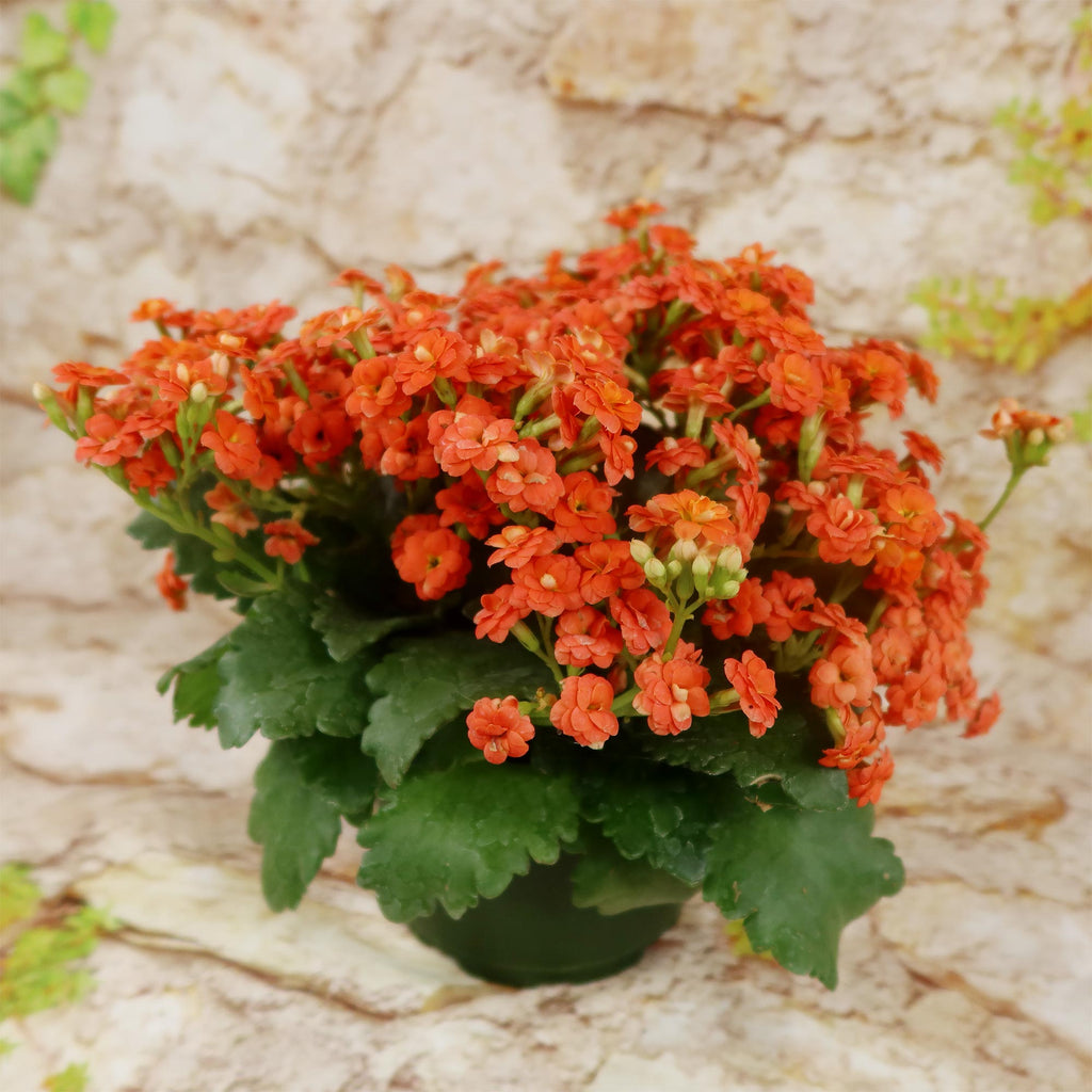 Flaming Katy Plant - Kalanchoe blossfeldiana