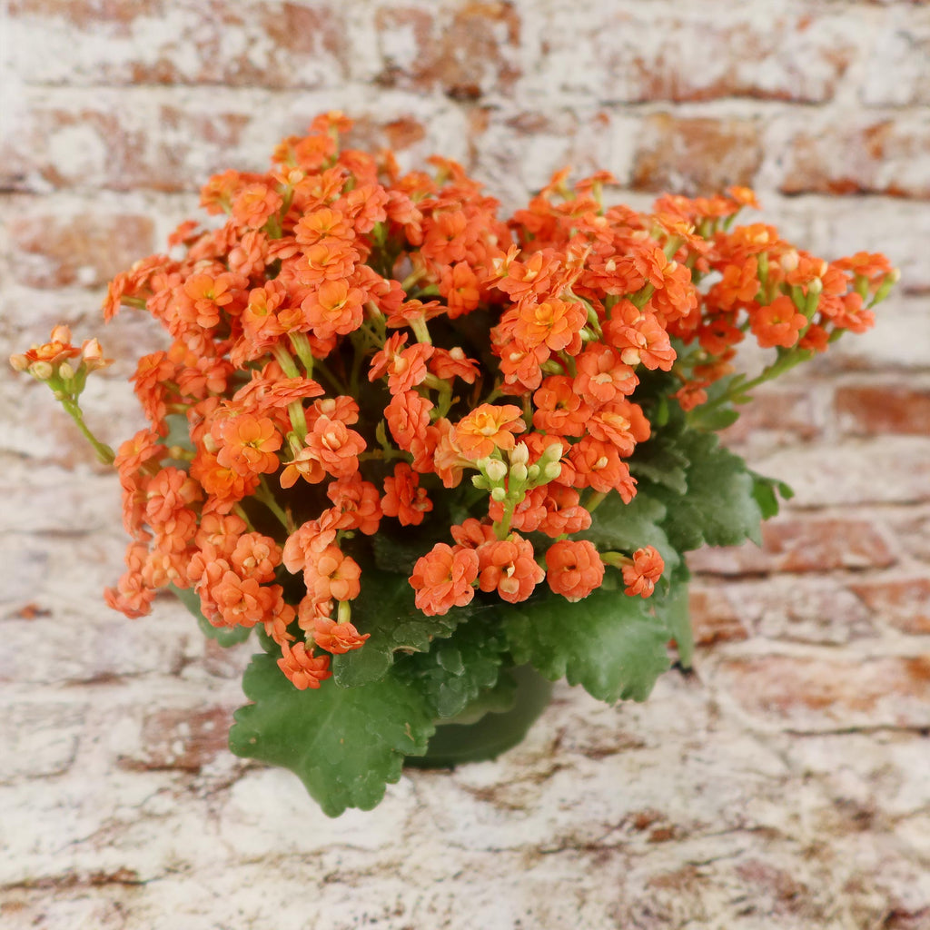 Flaming Katy Plant - Kalanchoe blossfeldiana
