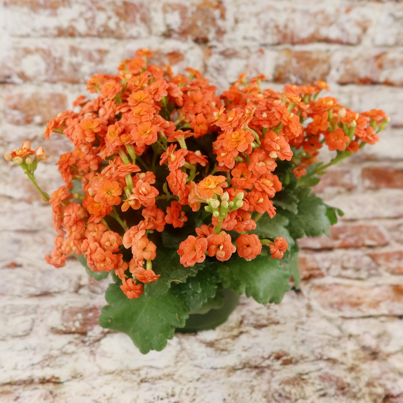 Flaming Katy Plant - Kalanchoe blossfeldiana