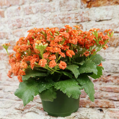 Flaming Katy Plant - Kalanchoe blossfeldiana
