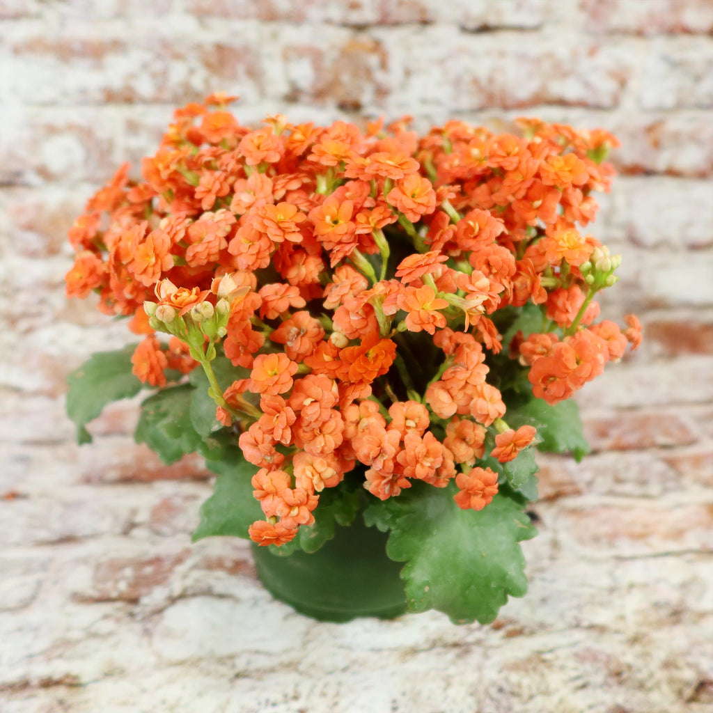 Flaming Katy Plant - Kalanchoe blossfeldiana
