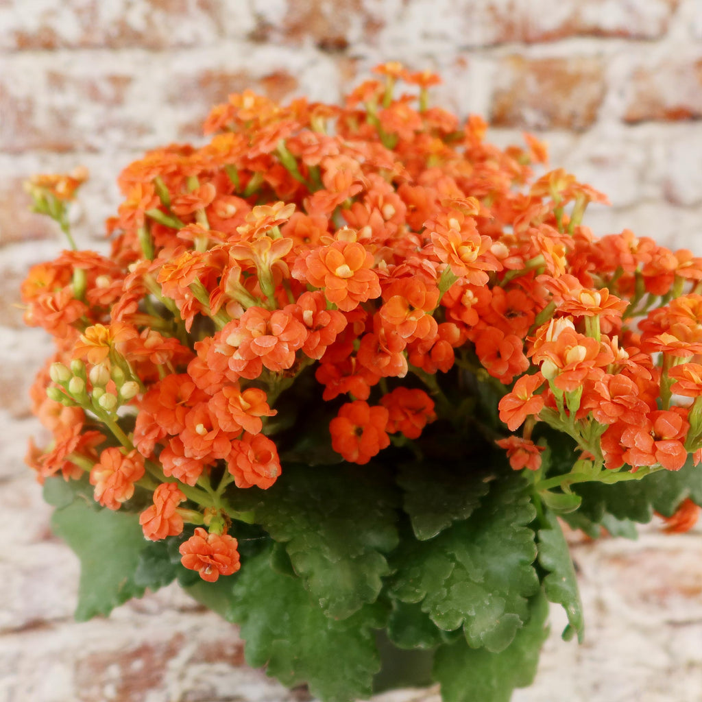 Flaming Katy Plant - Kalanchoe blossfeldiana