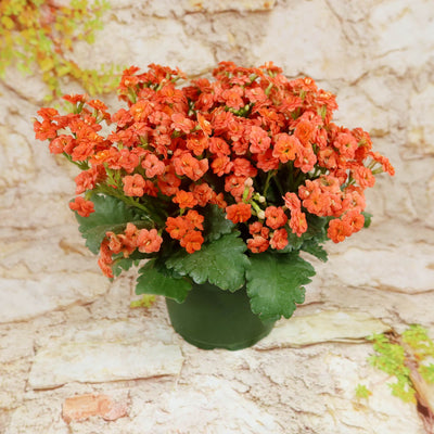 Flaming Katy Plant - Kalanchoe blossfeldiana