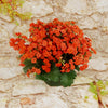 Flaming Katy Plant - Kalanchoe blossfeldiana