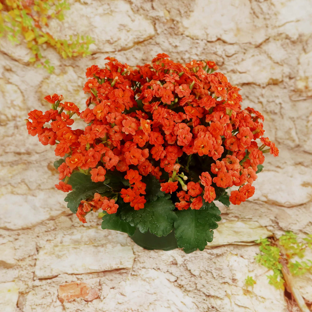 Flaming Katy Plant - Kalanchoe blossfeldiana