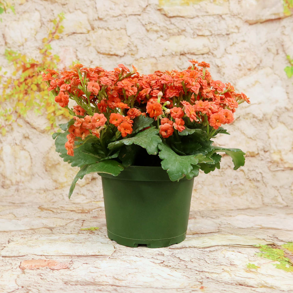 Flaming Katy Plant - Kalanchoe blossfeldiana