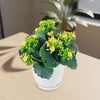 Flaming Katy Plant - Kalanchoe blossfeldiana