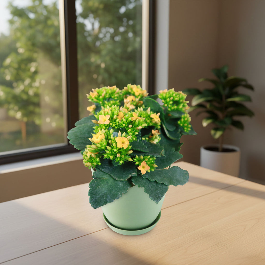 patrol_placeholder_a6ead9acc5af34cb22c78a05ed144ef7