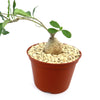 Fockea edulis succulent with a thick bulbous stem and green leaves in a brown plastic pot with light gravel, shown on a white background.