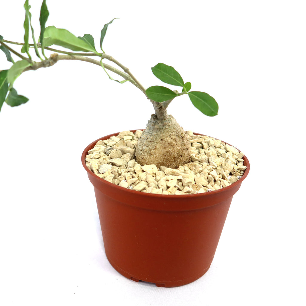Potted indoor plant with glossy green leaves beside a small Buddha statue