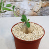 Small Fockea edulis with green leaves and a thick base in light gravel, planted in a brown plastic pot. Stone wall in background.