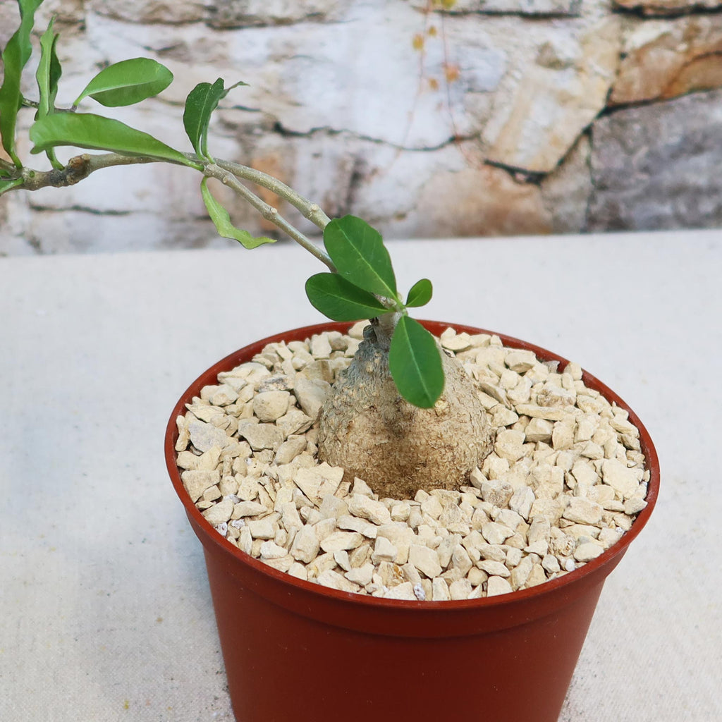 Potted indoor plant with glossy green leaves beside a small Buddha statue