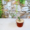 A potted Fockea edulis with a thick bulbous base and slender leafy vine sits on a light surface before a stone wall with green ivy.