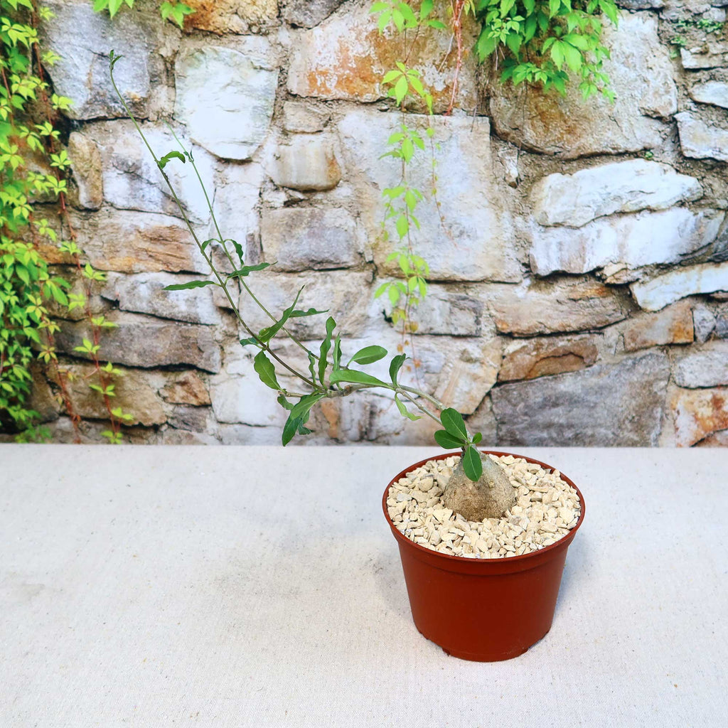 Potted indoor plant with glossy green leaves beside a small Buddha statue