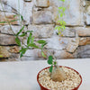 Fockea edulis succulent with a bulbous base and slender stems in a pot of light pebbles, displayed against a stone wall.