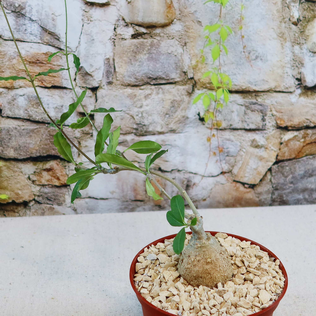 Potted indoor plant with glossy green leaves beside a small Buddha statue