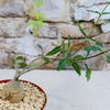 A potted Fockea edulis bonsai succulent with a bulbous base and slender branches sits on gravel beside a stone wall.