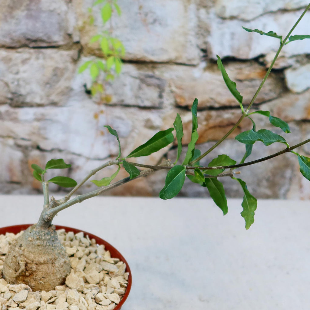 Potted indoor plant with glossy green leaves beside a small Buddha statue