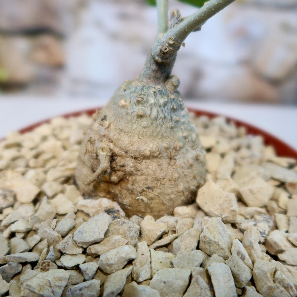 Potted indoor plant with glossy green leaves beside a small Buddha statue
