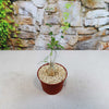 A small Fockea edulis succulent in a pot, featuring a bulbous base and trailing stems, set against greenery and a stone wall.